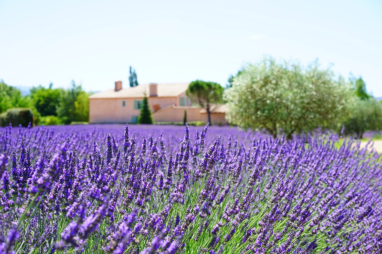 Provence lavendelvelden