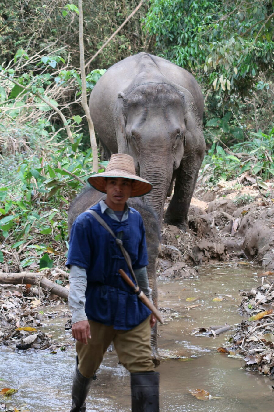 wandelen met olifanten Laos