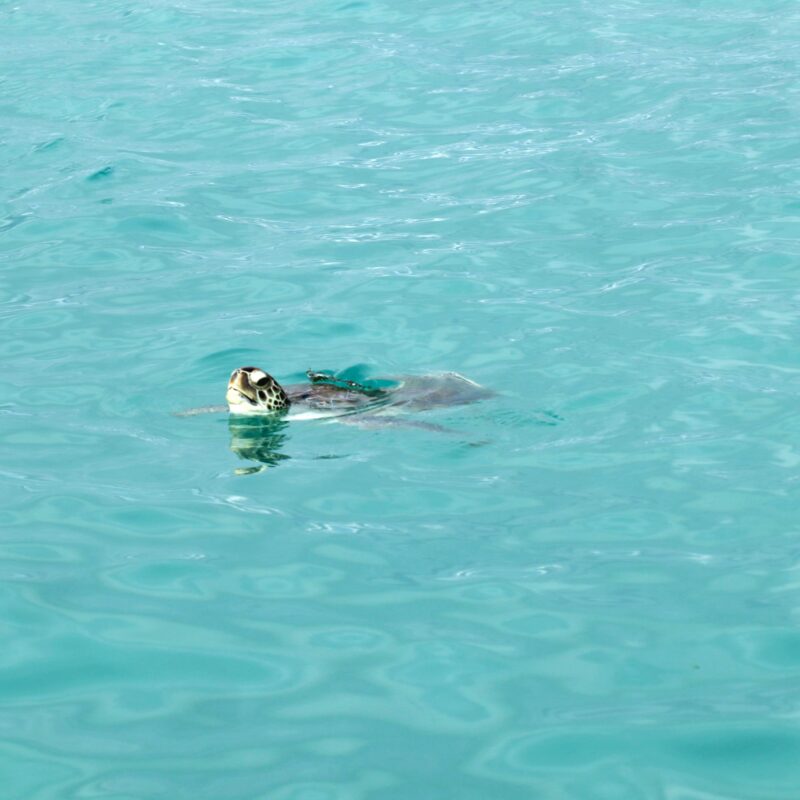 schildpadden op curacao playa grandi